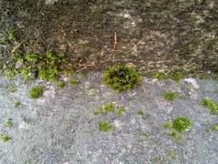 Orthotrichum diaphanum