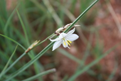 Chlorophytum fasciculatum
