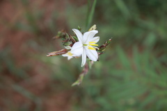 Chlorophytum fasciculatum