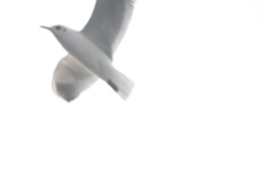 Chroicocephalus cirrocephalus