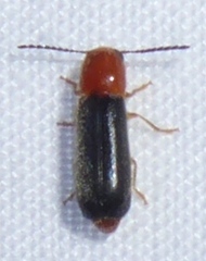 Tenerus