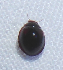 Sticholotidinae
