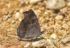 Laringa horsfieldii