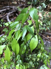 Syzygium luehmannii