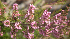Erica uberiflora