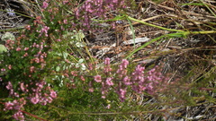 Erica uberiflora