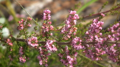 Erica uberiflora