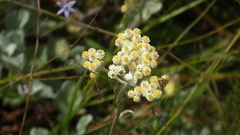 Helichrysum petiolare
