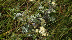 Helichrysum petiolare