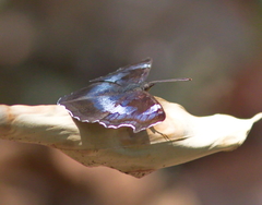 Laringa horsfieldii