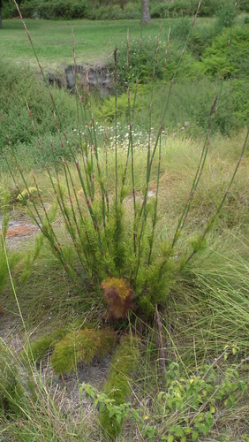 Image of Rhodocoma gigantea by (c) Shaun Swanepoel, some rights reserved (CC BY)