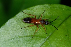 Priocnemis conformis