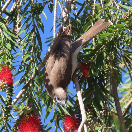 Little Friarbird