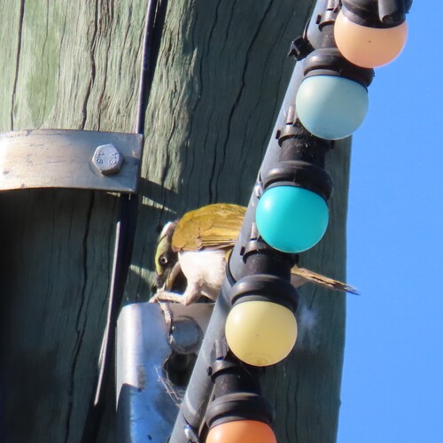 Blue-faced Honeyeater
