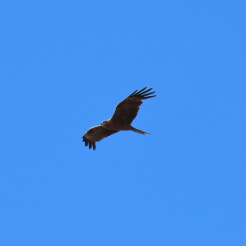 Black Kite