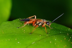 Priocnemis conformis