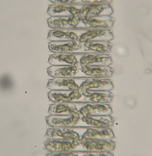 Spondylosium rectangulare