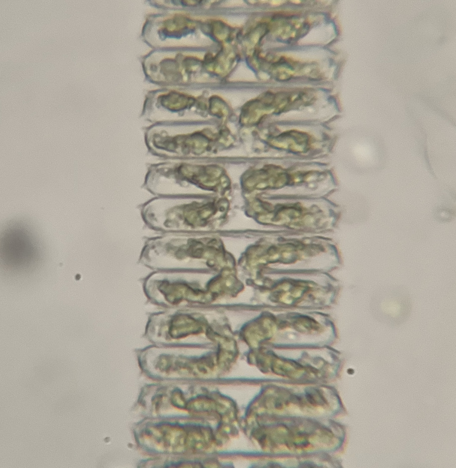 Spondylosium rectangulare