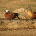 South African Shelduck - Photo (c) Peter Lupton, some rights reserved (CC BY-NC), uploaded by Peter Lupton