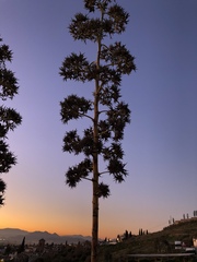 Agave sisalana