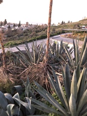 Agave sisalana