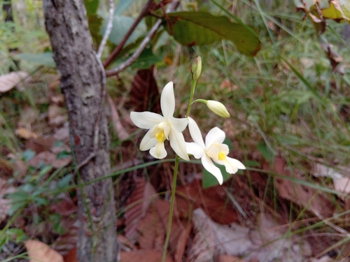 Spathoglottis eburnea