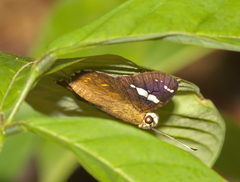 Celaenorrhinus putra