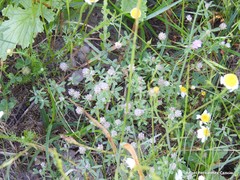 Trifolium leucanthum