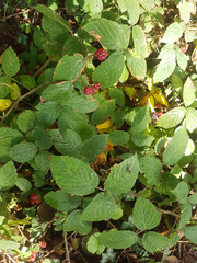 Rubus distractiformis