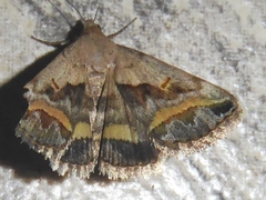 Acantholipes