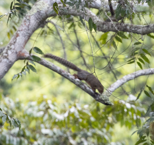 Zanj Sun Squirrel