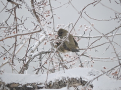 Turdus atrogularis