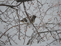 Turdus atrogularis