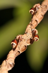 Ropalidia taiwana