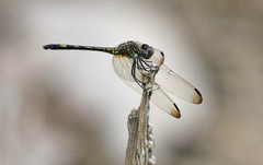 Dythemis sterilis