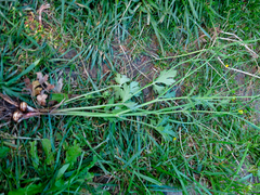 Ranunculus neapolitanus