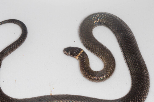 Southern Dwarf Crowned Snake sighting