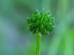 Ranunculus neapolitanus