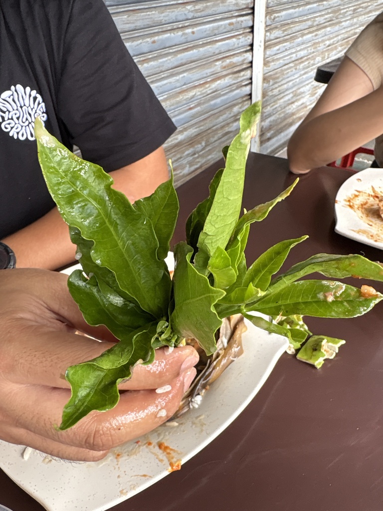 Java fern clump with dark leathery leaves