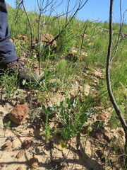 Pelargonium tabulare