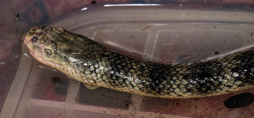 Elegant Sea Snake sighting