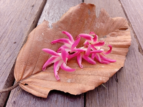 Dipterocarpus obtusifolius