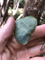 Echinostephia aculeata