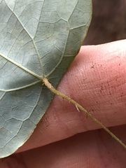 Echinostephia aculeata
