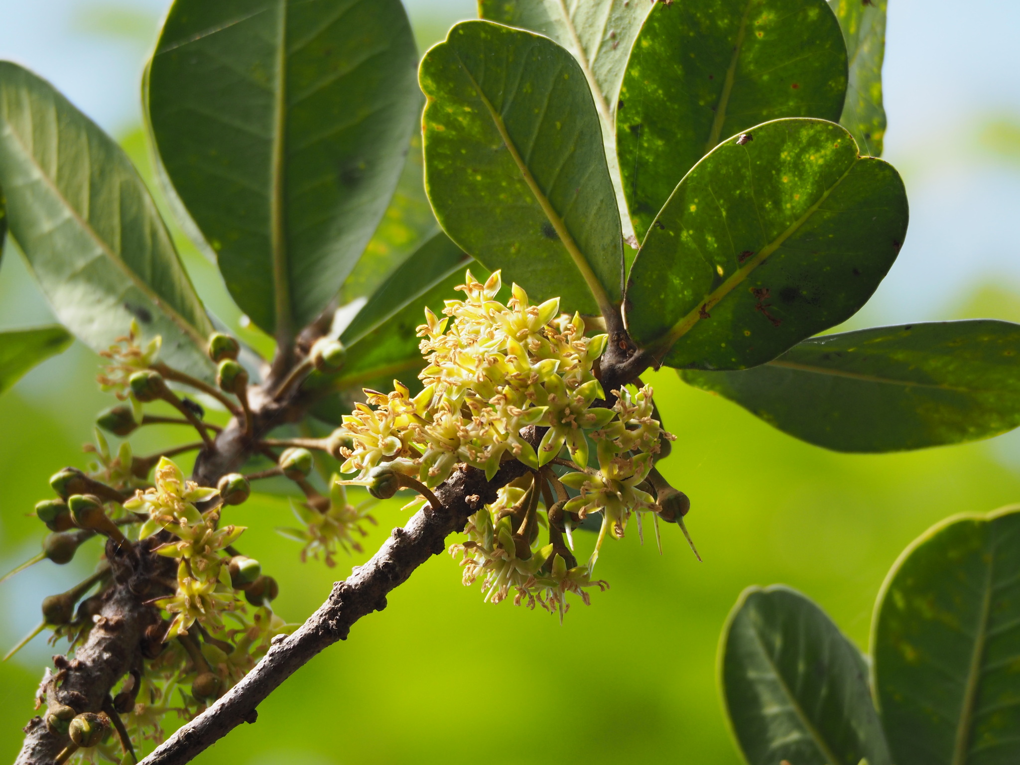 Palaquium