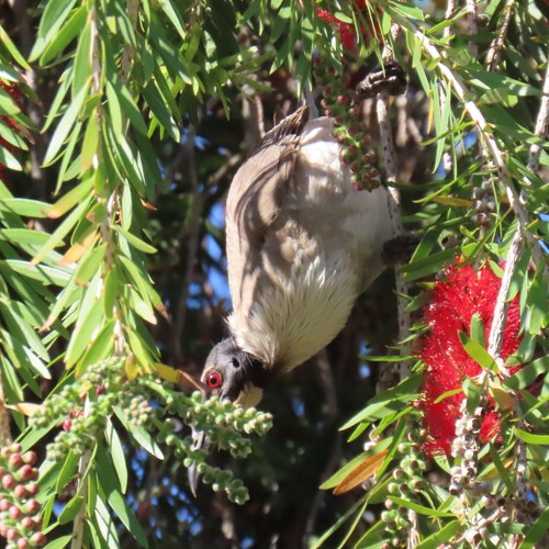 Noisy Friarbird