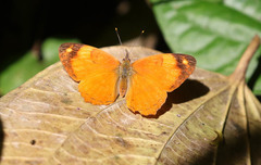 Tegosa anieta