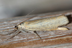 Pediasia luteella