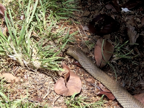 Eastern Brown Snake sighting