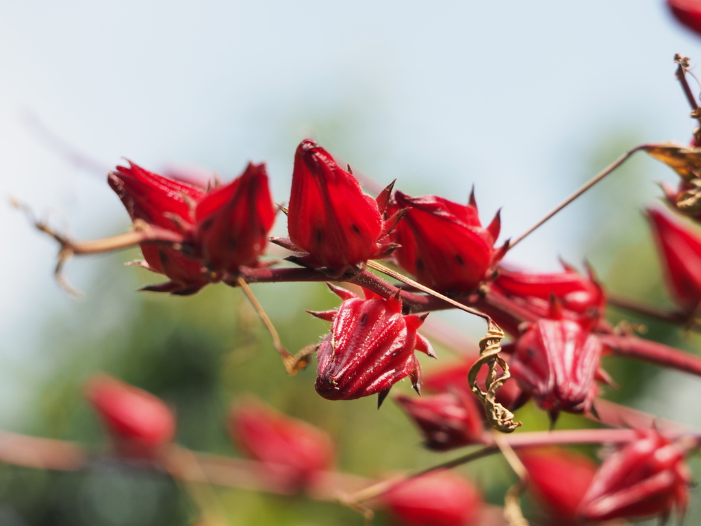 Flor de jamaica africana (Plantas medicinales de Guatemala) · iNaturalist